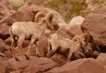 Desert Bighorn Sheep-5958.jpg